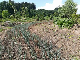 Solidarische Landwirtschaft