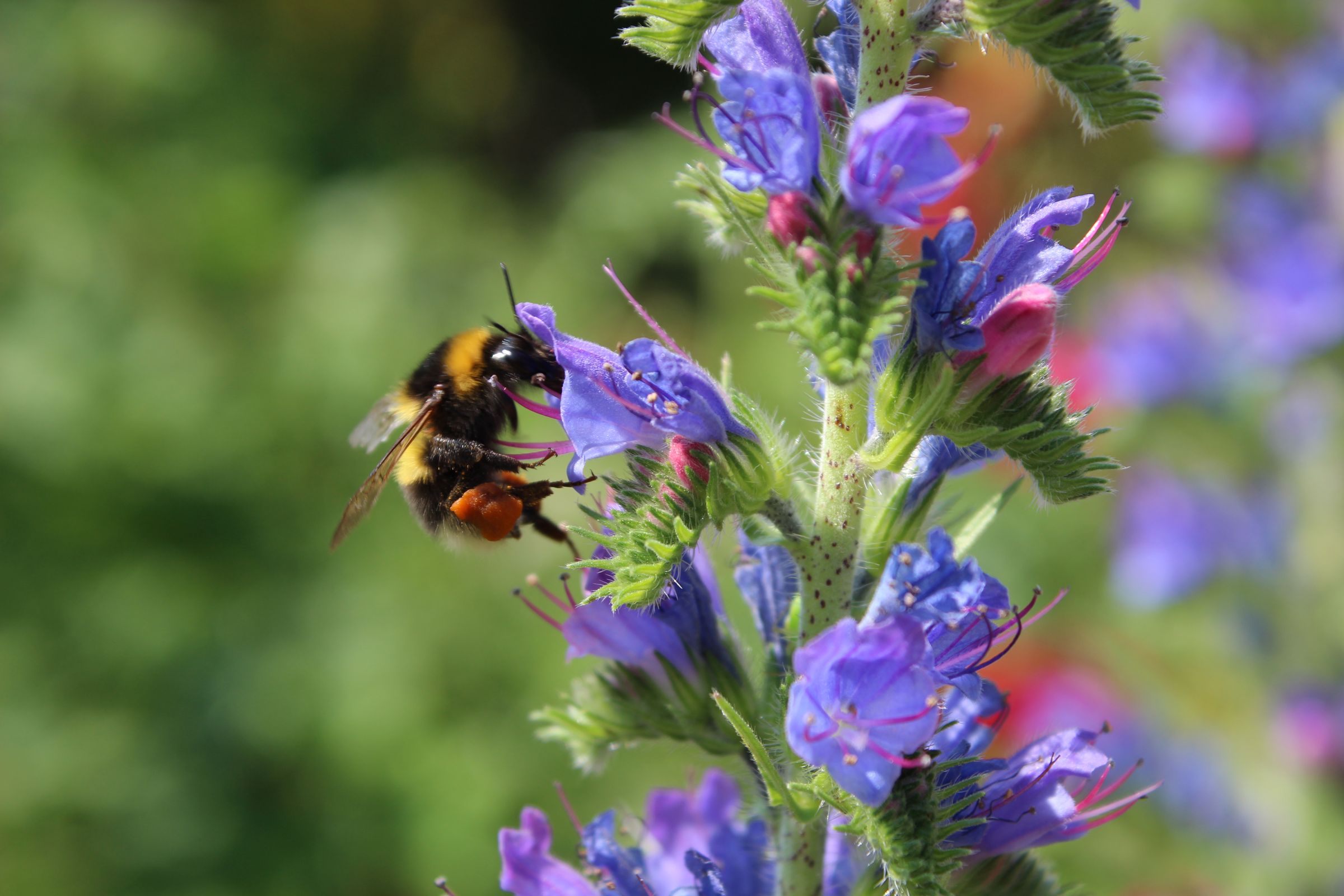 Hier ist eine Hummel zu sehen, die sich an der blauen Blüte des Natterkopf niedergelassen hat.