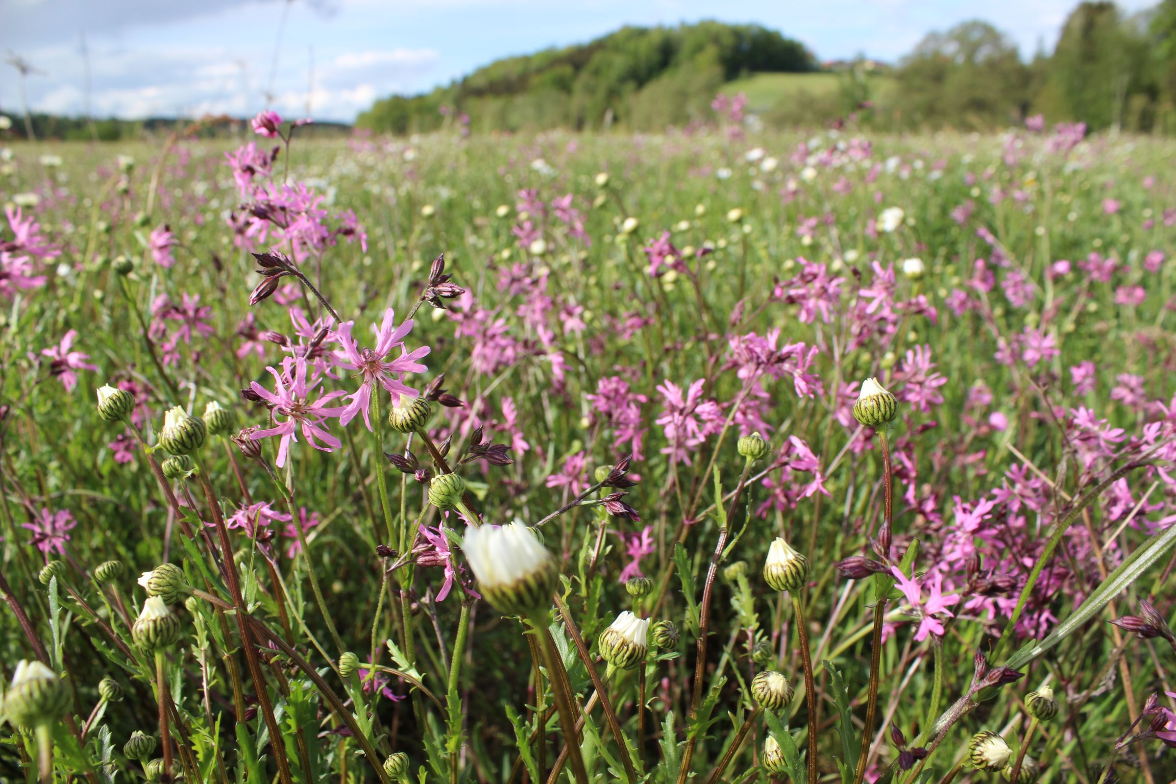 Das Bild zeigt eine blühende Wiese aus pinken Kuckuckslichtnelken und weißen Margeriten. 