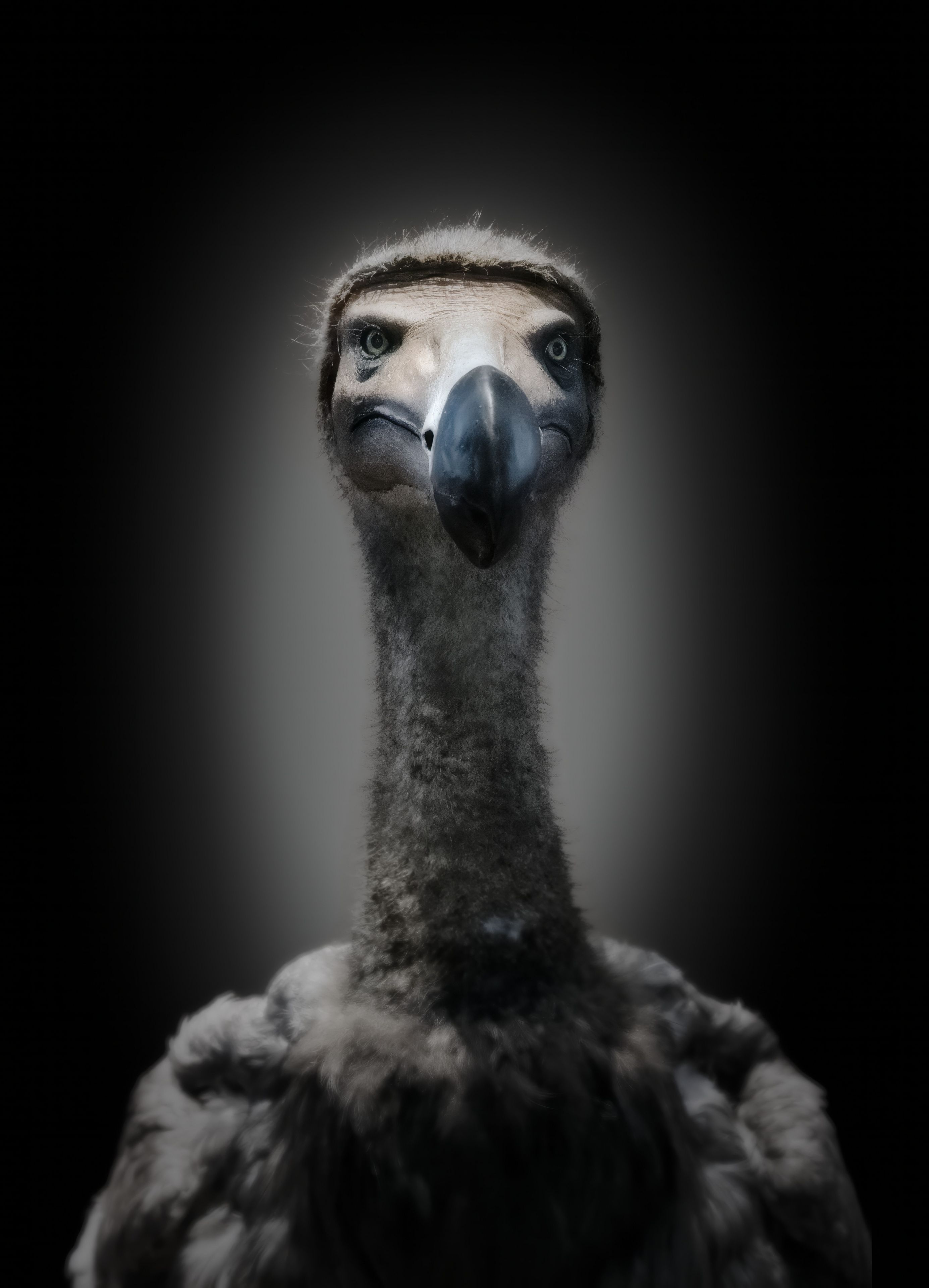 Dodo