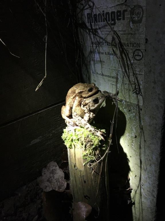 Ein Erdkrötenpaar, das auf einem Pfahl vor dem Amphibientunnel sitzt. Bild: Christine Weihmayr